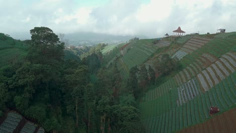 Drone-footage-of-beautiful-terraced-vegetable-plantation-on