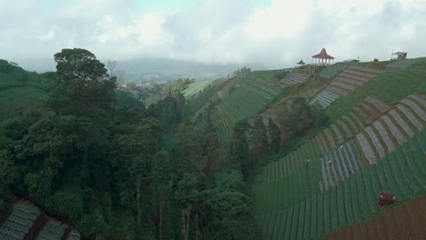 drone footage of beautiful terraced vegetable plantation on