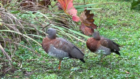 A pair of Ashy-Headed Geese, Chloephaga poliocephala, roosting on land. This species of goose is native to South America.
