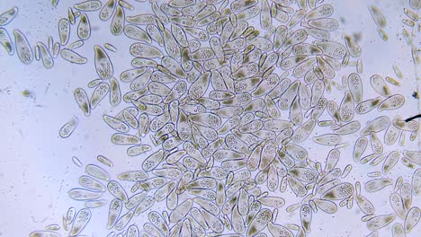 alta densidad de protozoos paramecium unicelulares bajo el microscopio