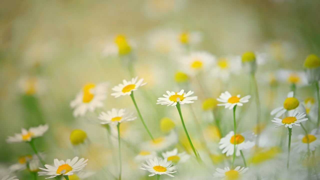 Beautiful White Daisy Flowers Blooming in a Sunny Meadow