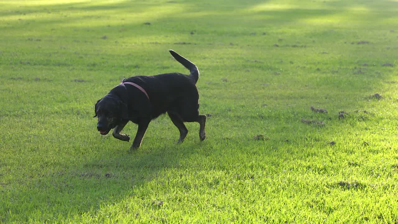 A black dog leisurely explores a sunlit grassy field, capturing a serene moment in Gold Coast, Australia
