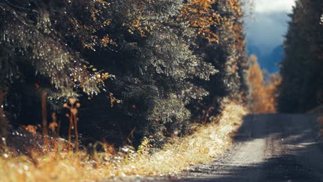 a narrow dirt road goes through the autumn forest