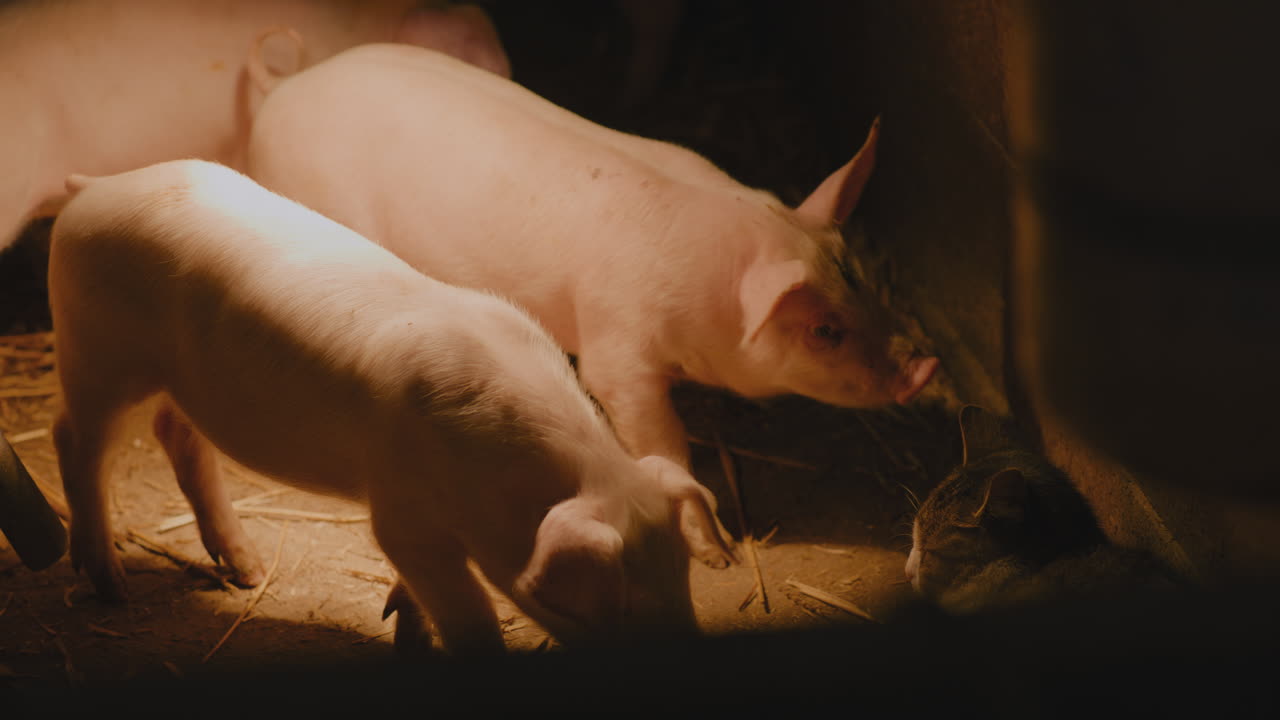 돼지 새끼 와 창고 에 있는 고양이