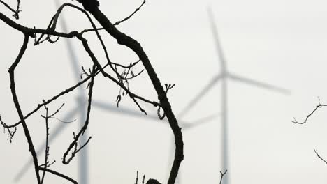 ramas de árboles en primer plano con turbinas eólicas girando detrás, la naturaleza coexiste