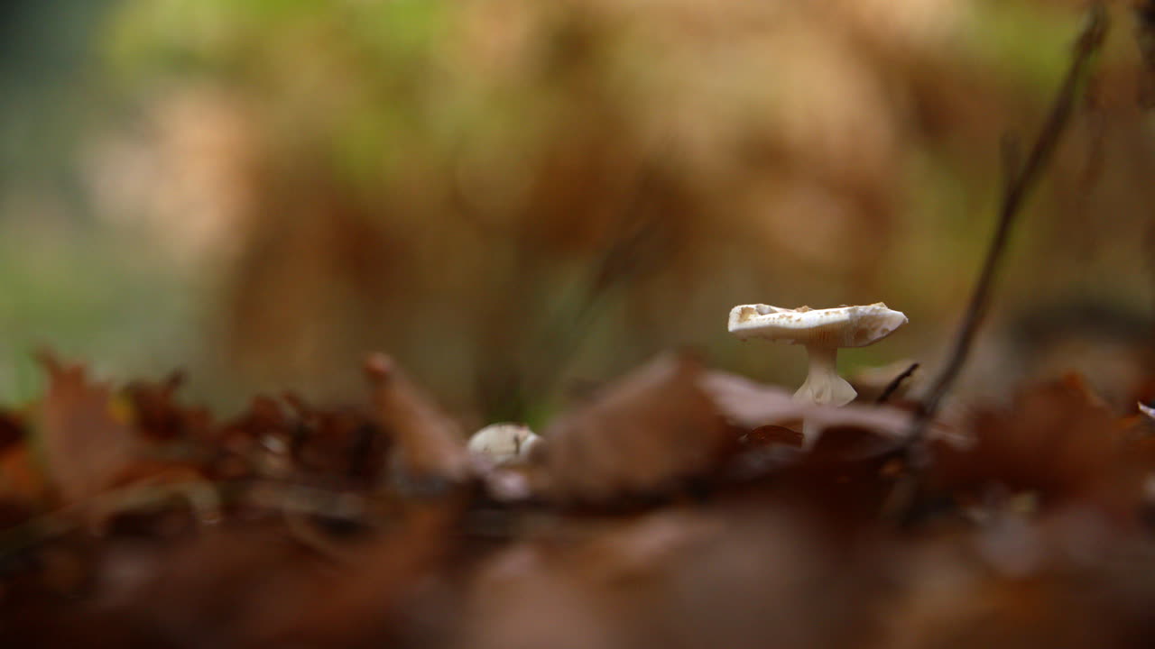 близкий вид фуги, растущего в осеннем лесу