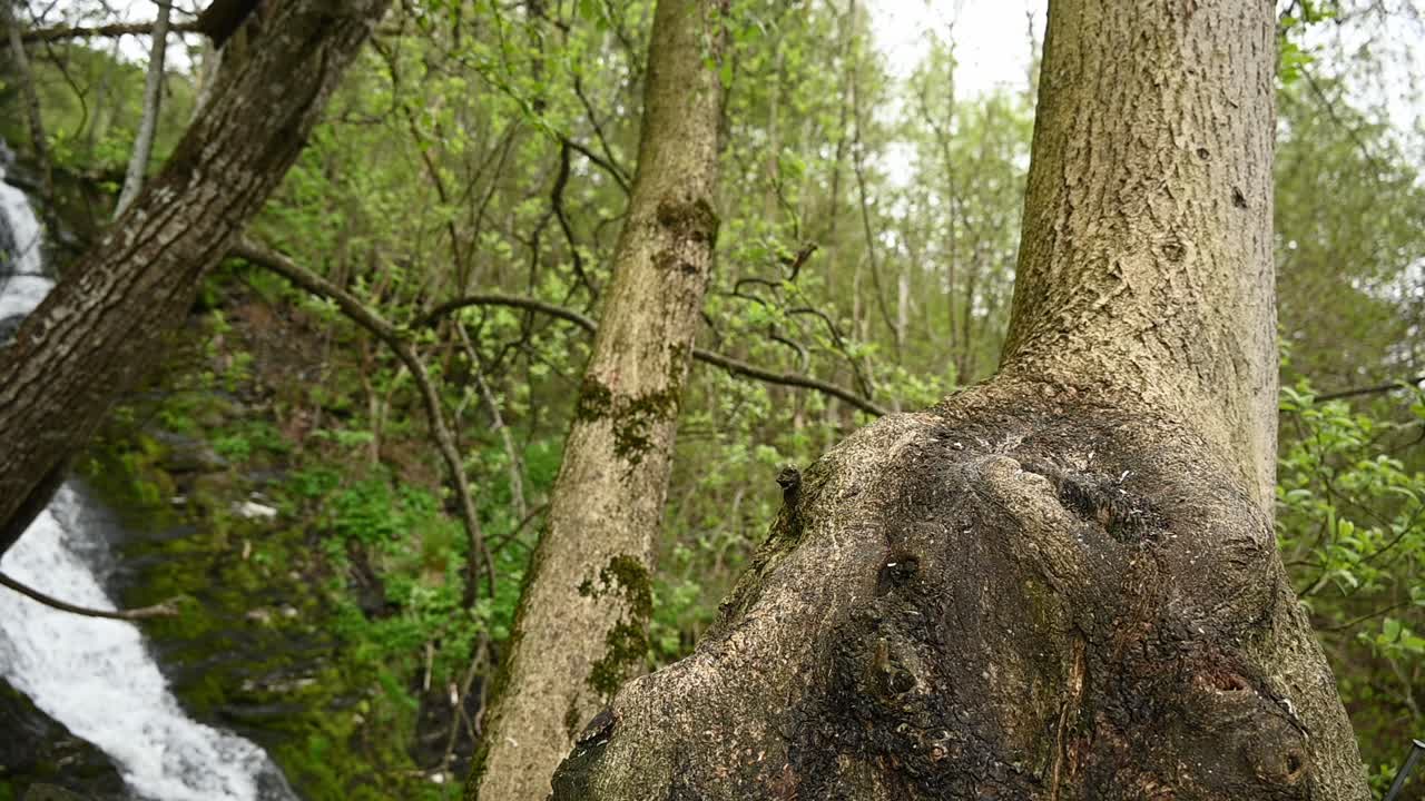 Eurasian red squirrel moves down tree trunk exits frame then returns upward in lush forest near river Norway