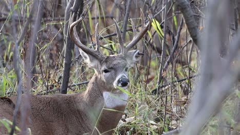 Weißwedelhirschbock-Kaut-Während-Der-Brunft-An-Einem-Kalten-Novembertag-Zufrieden-Im-Wald