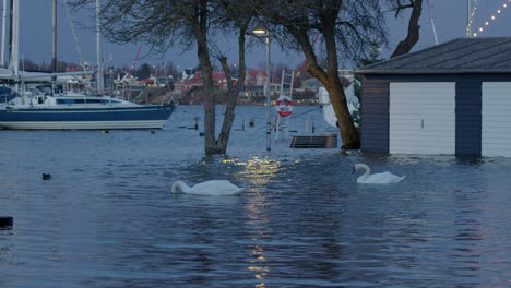 cisnes que se alimentan en una zona inundada después de una tormenta