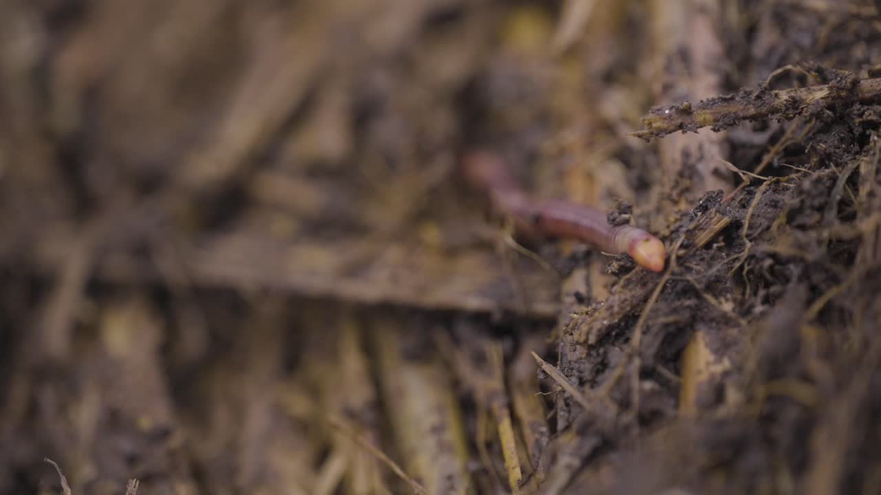 Minhocas cavando na terra. Minhocário e minhocas de vermicultura regenerando o solo. Mudanças climáticas. Solo orgânico