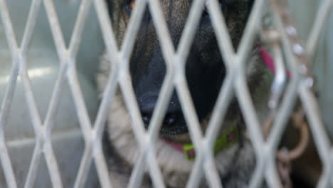 shepherd dog sitting in the cage 4k