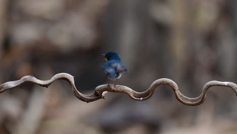 el papamoscas azul de indochina se encuentra en los bosques de las tierras bajas de tailandia, conocido por sus plumas azules y su pecho de naranja a blanco