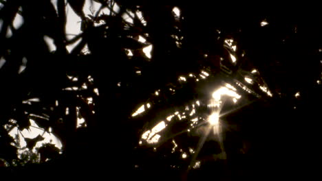 Wunderschöne-Zeitlupenaufnahmen,-Die-An-Einem-Windigen-Abend-Durch-Die-Silhouette-Eines-Ahornbaums-In-Die-Sonne-Blicken