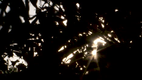 beautiful slow motion footage looking into the sun through the silhouette of a maple tree on a windy evening