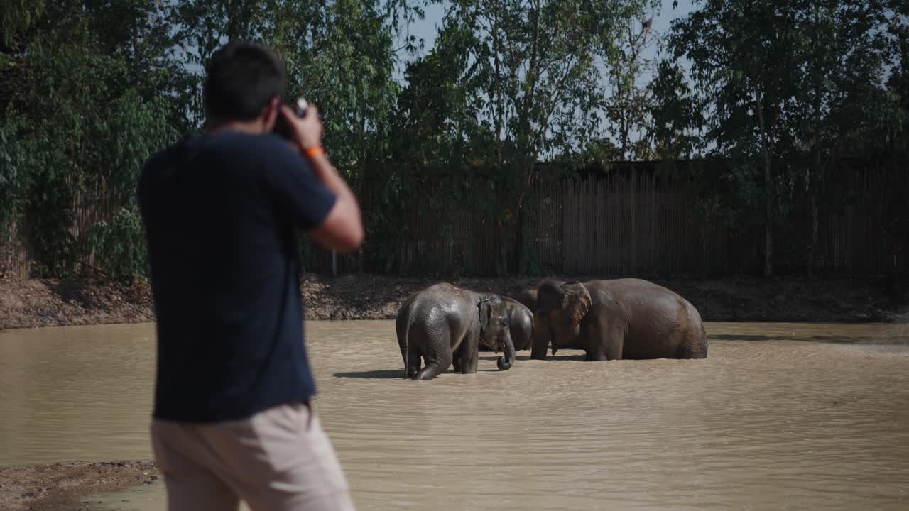 Elephants in a Pond with a Photographer