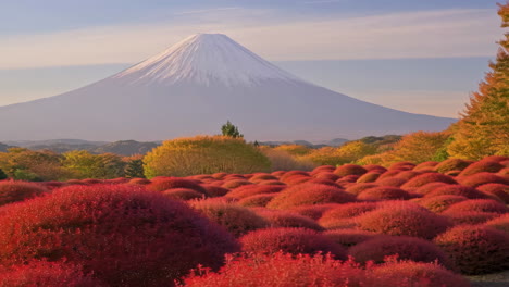 mount fuji and red kochia fields in autumn