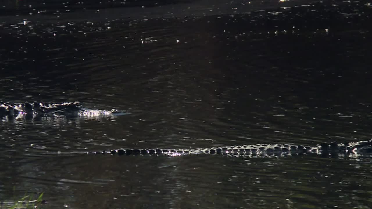 Two alligators glide through calm, dark swamp water with ripples reflecting light in Okefenokee Swamp