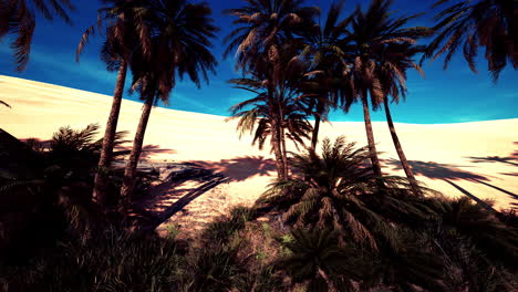 landscape of oasis with palm trees