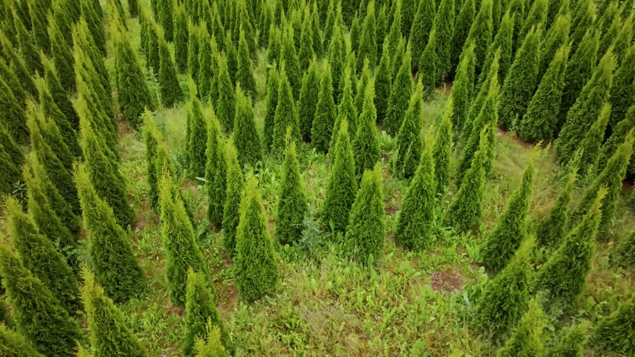 Drone glides above vibrant green conifers in plantation, cartoon finger shapes