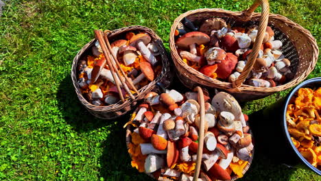 baskets filled with freshly picked wild mushrooms on green grass
