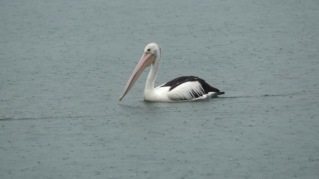 호주 퀸즐랜드 비가 내리는 동안 호수에 있는 펠리컨