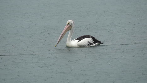 pelican in a lake during rain in queensland, australia