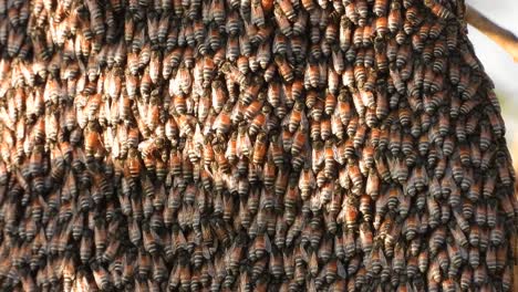 honey bees in honey net