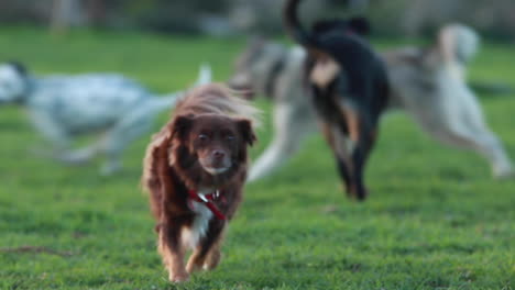 small brown chihuahua mix kicking up grass and barking at other dogs playing