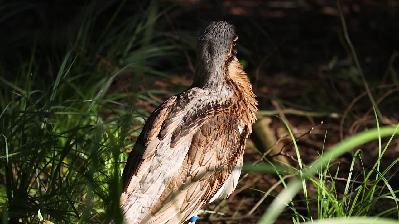 un pájaro de pie entre la hierba y las plantas