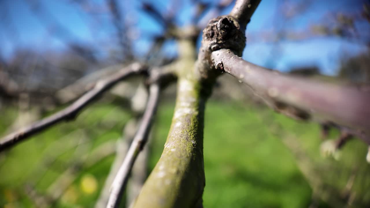 Primo piano macro di rami d'albero in primavera con profondità di campo ridotta e sfondo verde sfocato