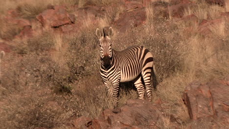 Das-Seltene-Und-Gefährdete-Hartmann-Bergzebra-In-Seinem-Lebensraum-Zwischen-Den-Felsen