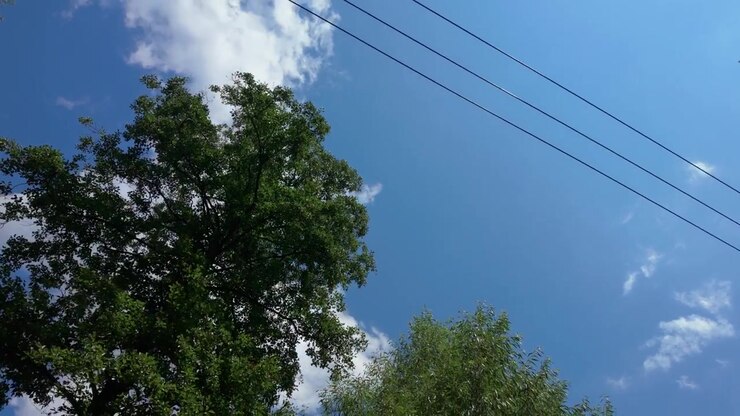 Wide shot pans across tall green trees and overhead power lines beneath a vivid blue sky with scattered clouds, capturing a peaceful summer day in crisp natural daylight with steady composition.