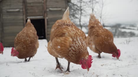 gallinas camperas buscando comida en la nieve frente a su gallinero