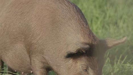 brown, free range piggy on a grassy pasture with a fat belly