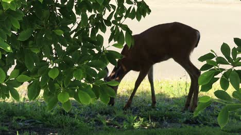 Venado-De-Cola-Negra-Comiendo-A-La-Sombra-De-Un-árbol-De-Magnolia-En-El-Patio-Trasero-En-Astoria-Oregon-En-Junio