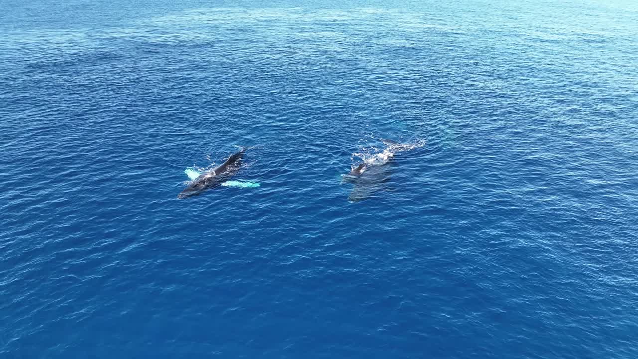 Humpback Whale Mom And Baby Calf Swimming With A Pod Of Whales In The Winter Breeding Grounds Of Maui