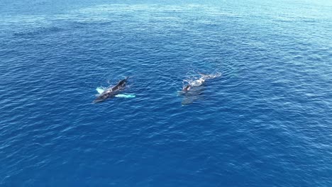 Humpback-Whale-Mom-And-Baby-Calf-Swimming-With-A-Pod-Of-Whales-In-The-Winter-Breeding-Grounds-Of-Maui