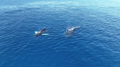 ballena jorobada madre y cría nadando con una manada de ballenas en los criaderos de invierno de maui
