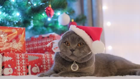 a cute scottish gray cat in a santa costume rests on the background of a christmas tree a cute scottish gray cat in a santa costume rests on the background of a christmas tree with presents new years video of pets christmas and new year mood at home with pets