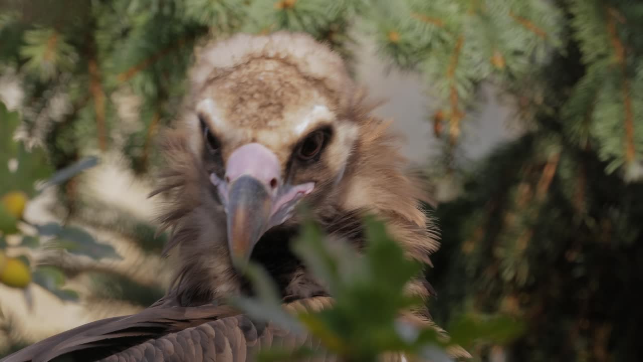 el buitre cinereo (aegypius monachus) es un gran pájaro raptor que se distribuye en gran parte de la eurasia templada. también se le conoce como el buitre negro, monje o buitre negro eurasiático.