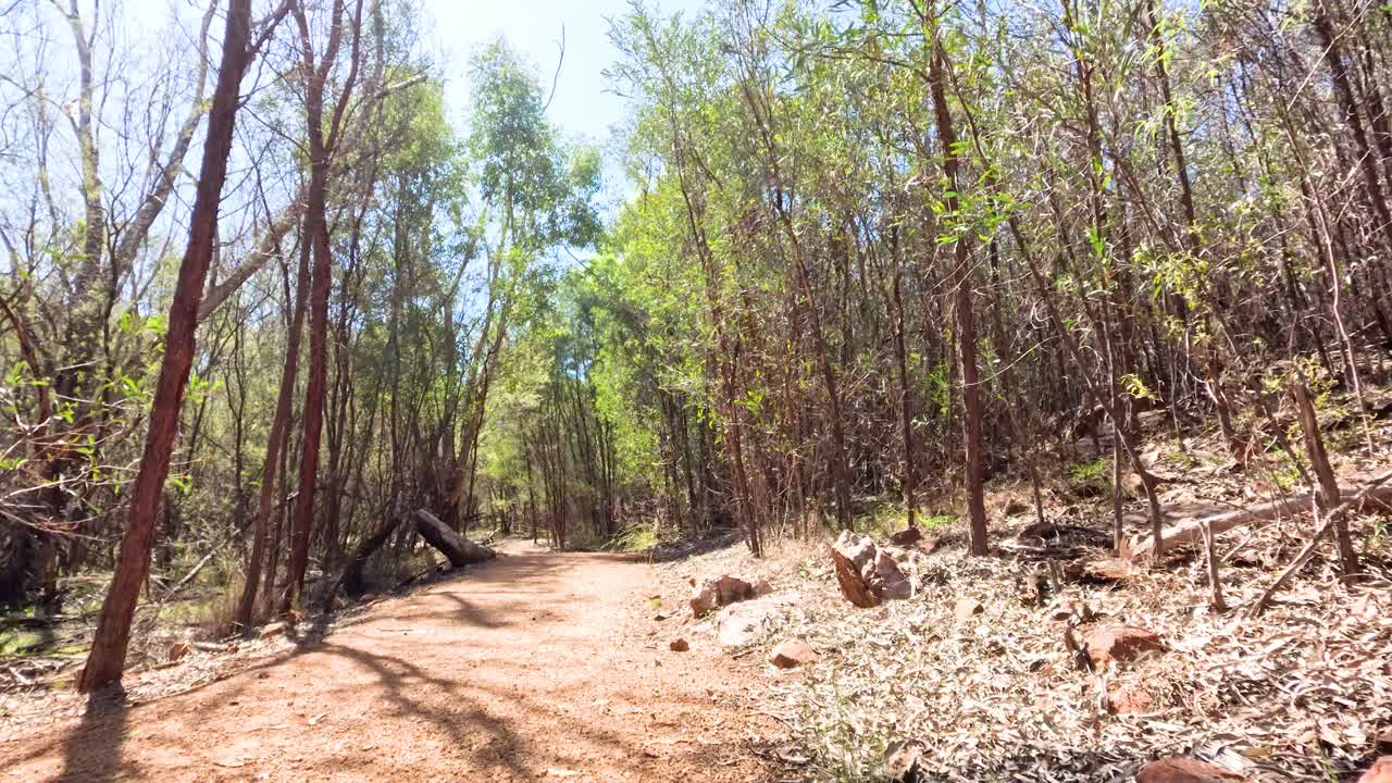 빛이 비치는 숲을 는 조용한 산책
