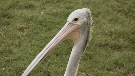 african pelican standing on grass and looking around, stable close-up slow motion clip