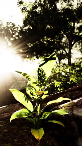 resilient plant emerging from rock
