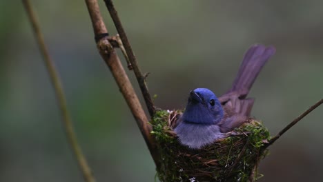 a female captured from its front side as it is sitting on its nest looking around, black-naped blue flycatcher, hypothymis azurea, kaeng krachan, thailand