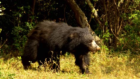 very rare sloth bear walking through forest in india, sri lanka