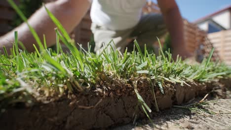 man laying sod grass in backyard garden for lawn installation and landscaping project, focused on home improvement and outdoor maintenance for a fresh, green lawn in a residential yard