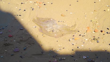 jellyfish washed up in the beach-2