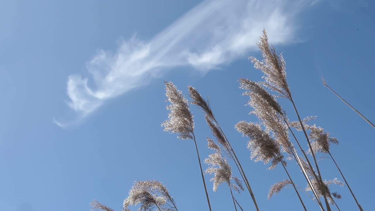 Fluffy common reed swaying in wind against blue sky and clouds, peaceful nature detail