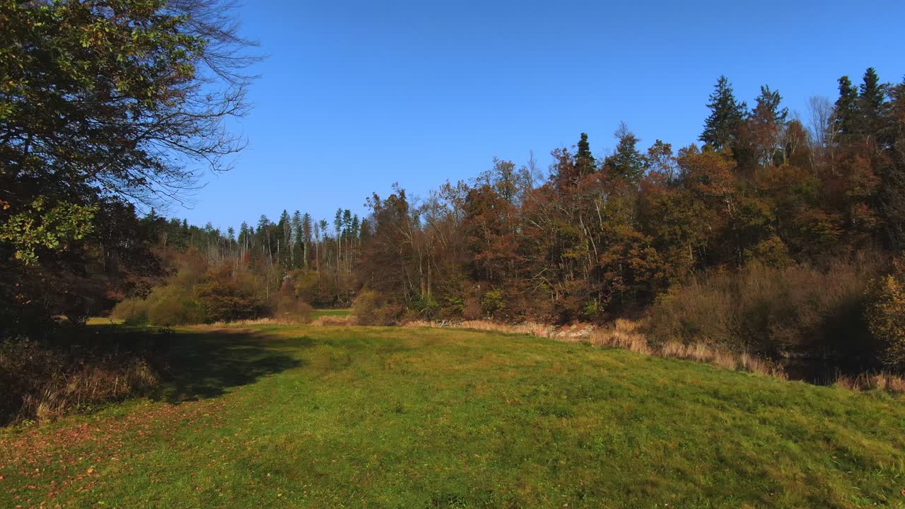 Drone in movimento che sorvola l'erba verde attorno ad alberi alti e fitti in una giornata di sole