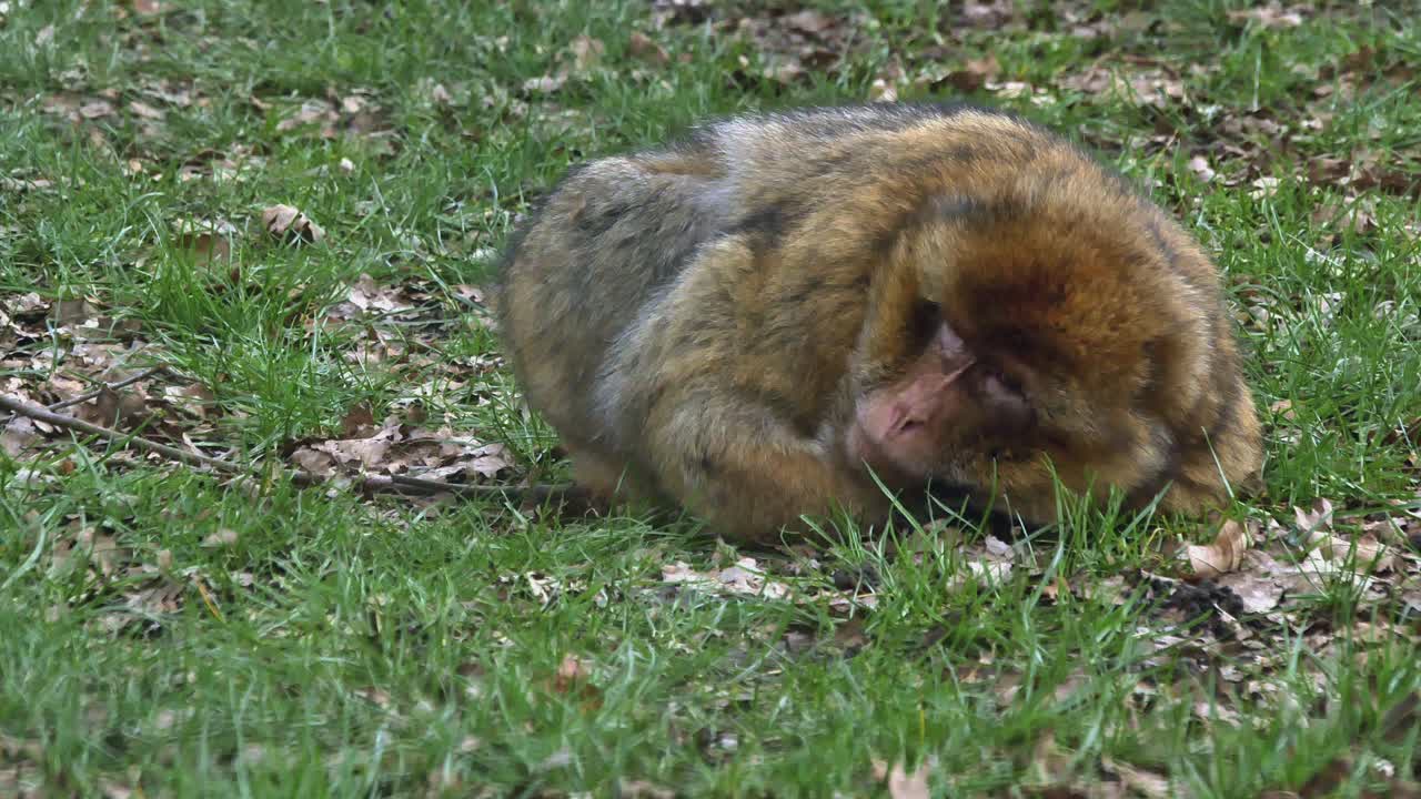 Barbary Macaque Ape Lying On The Ground